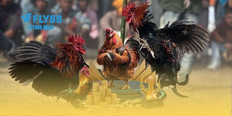Đá Gà FLY88 – Đấu Trường Đẳng Cấp Của Các Chiến Kê 1 Giới thiệu khái quát về sảnh đá gà FLY88