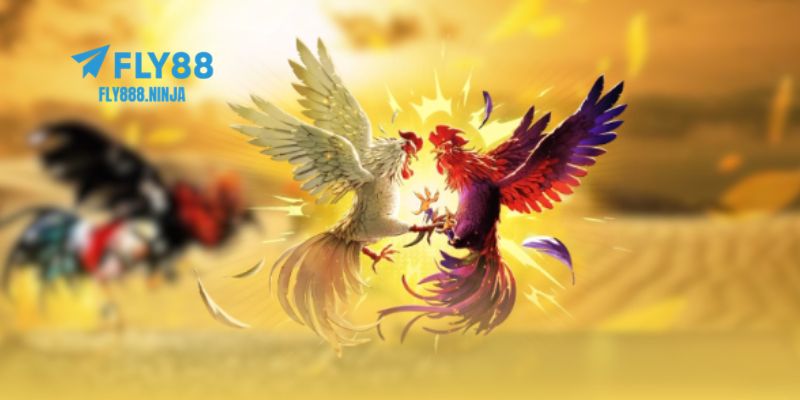 Đá Gà FLY88 – Đấu Trường Đẳng Cấp Của Các Chiến Kê 3 Những hình thức chơi đá gà được nhiều người chơi yêu thích nhất hiện nay