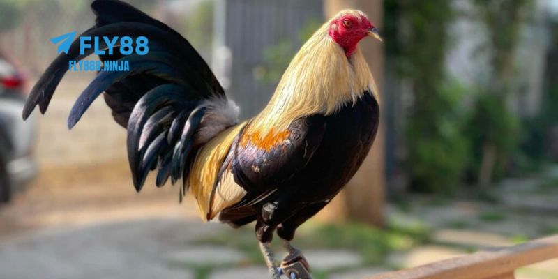 Đá Gà Cựa Sắt – Trải Nghiệm Đẳng Cấp Và An Toàn Tại FLY88 4 Những giống gà thường được chọn để thi đấu cựa sắt