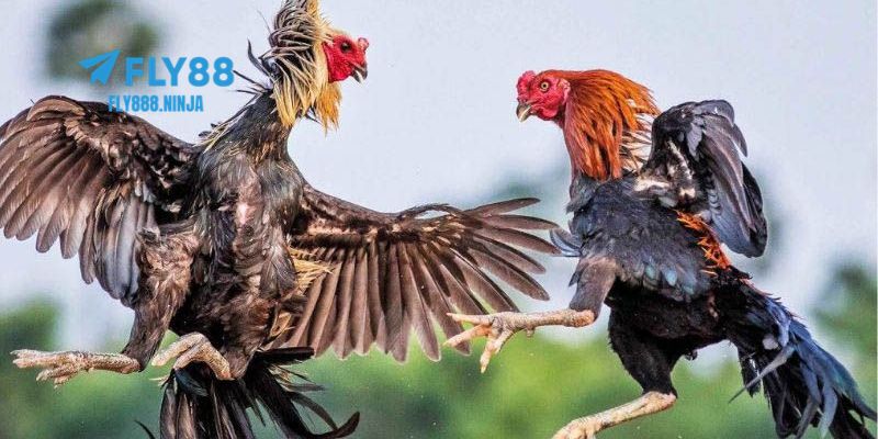 Đá Gà Cựa Sắt – Trải Nghiệm Đẳng Cấp Và An Toàn Tại FLY88 2 Tìm hiểu về đá gà cựa sắt